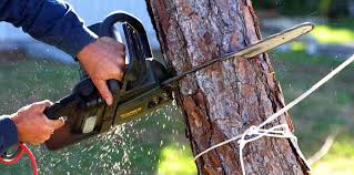 How Our Tree Care Process Works  in Orland Hills, IL